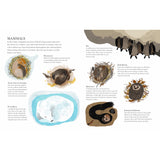 Winter Sleep: A Hibernation Story